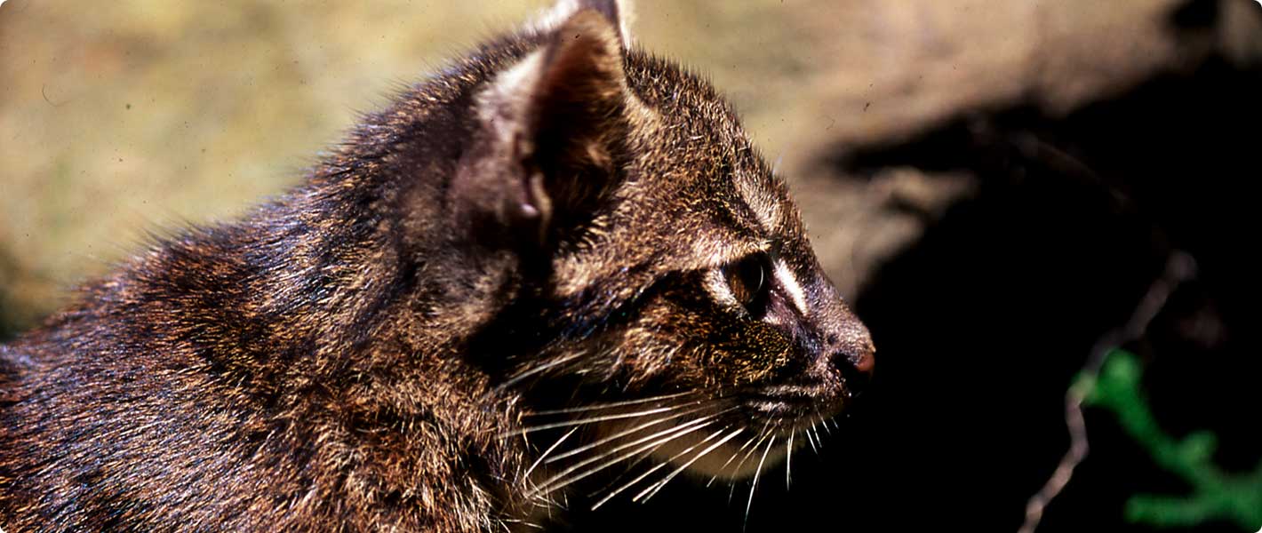 Photos of Iriomote Cat | Iriomote Wildlife Conservation Center