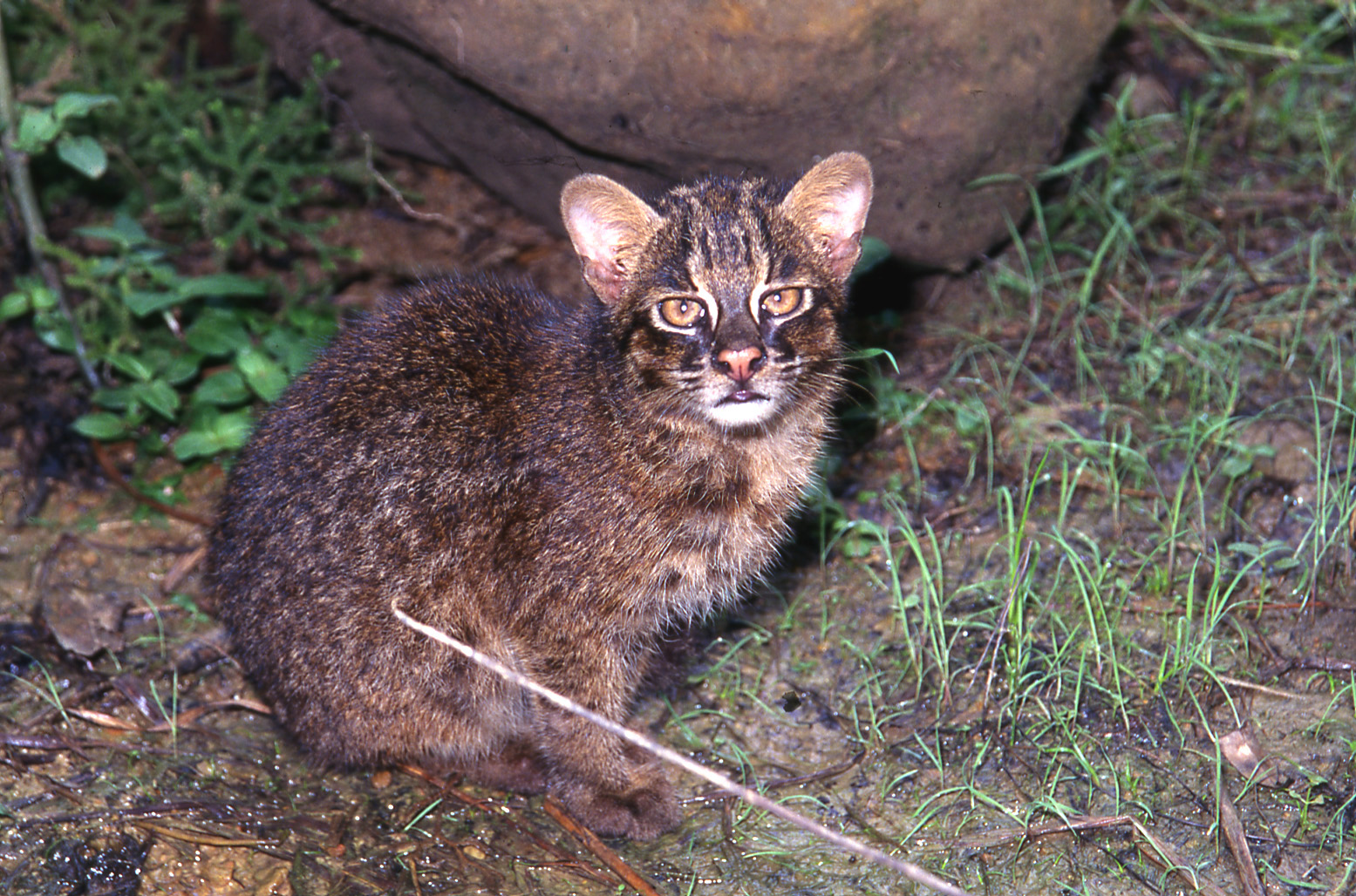 What Is An Iriomote Cat Iriomote Wildlife Conservation Center