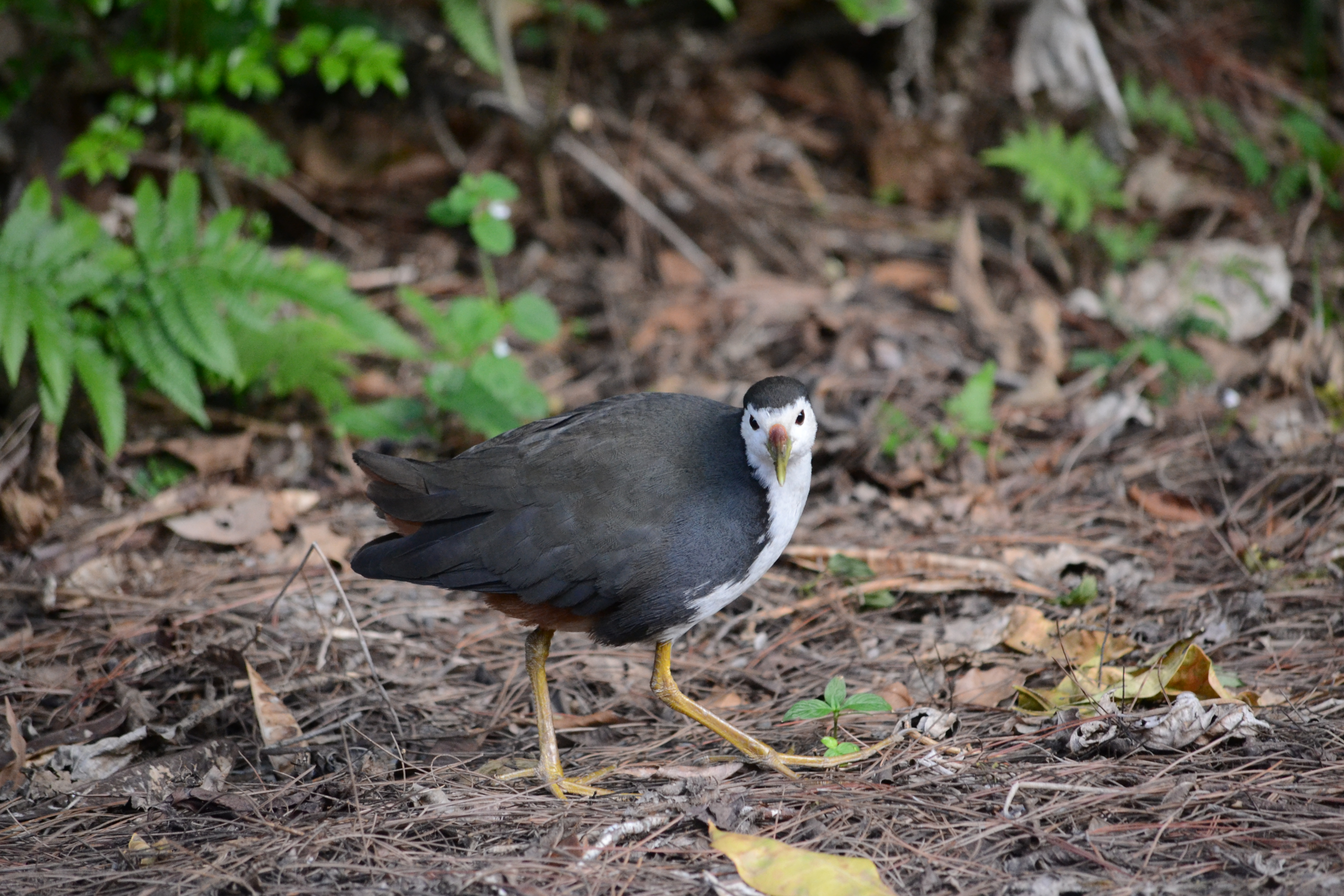 12月から２月にかけての冬の渡り鳥 18 19 西表野生生物保護センター