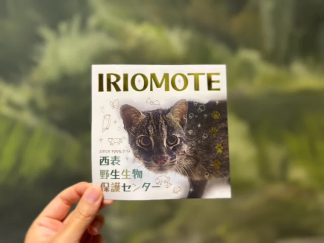イリオモテ猫ページ イリオモテヤマネコ - Wikipedia
